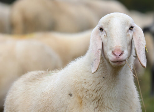 portrait of the face of a young white sheep looking towards the camera lens