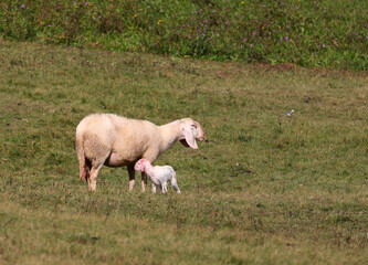 Young lamb wanting to drink milk from his mother sheep in the middle of the meadow