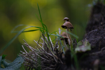 Macro shot of small wild mushrooms growing on a natural forest floor near green grass, twigs, and soil. Blurred background with soft green and yellow tones, calm and earthy atmosphere.