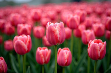 Obraz premium Bush large pink tulips, blooming flower outside garden, close-up. AI Generative