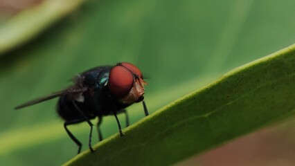 Fototapeta premium fly on leaf, Chrysomya megacephala, more commonly known as the oriental latrine fly or oriental blue fly, is a member of the family Calliphoridae, Male Bluebottle Chrysomya rufifacies.