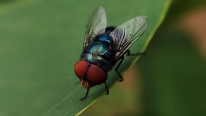 fly on leaf, Chrysomya megacephala, more commonly known as the oriental latrine fly or oriental blue fly, is a member of the family Calliphoridae, Male Bluebottle Chrysomya rufifacies.