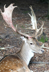 deer with large antlers lying down in the middle of the forest