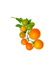 Kumquat orange fruit isolated on white background.