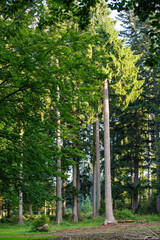 Obraz premium The fir forest in the Bavarian Forest National Park