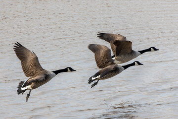 Three Canada geese flying in close formation.