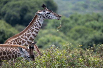 A giraffe eating in Arusha National Park in Tanzania