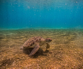  Beautiful turtle
