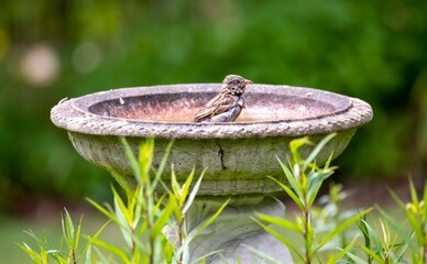Juvenile House Sparrow using a bird bath (Passer domesticus).