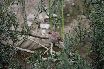 Cute and adorable House Sparrow (Passer domesticus).