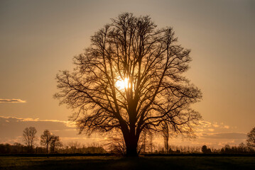 Lone tree in middle of open field