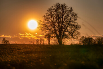 Lone tree in middle of open field