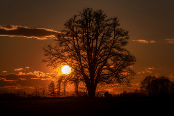Lone tree in middle of open field