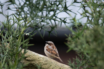 Cute and adorable House Sparrow (Passer domesticus).