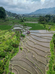 Ricefield