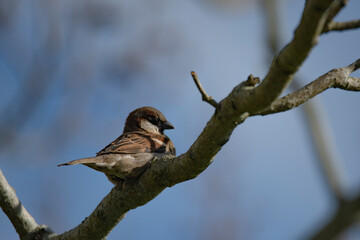 Cute and adorable House Sparrow (Passer domesticus).