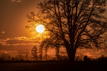 Lone tree in middle of open field