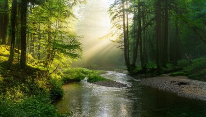 Obraz premium river in the forest