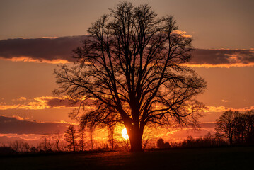 Lone tree in middle of open field