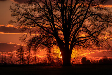 Lone tree in middle of open field