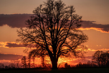 Lone tree in middle of open field