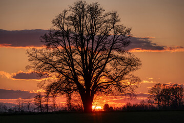 Lone tree in middle of open field