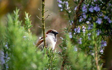 Cute and adorable House Sparrow (Passer domesticus).