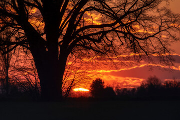 Lone tree in middle of open field