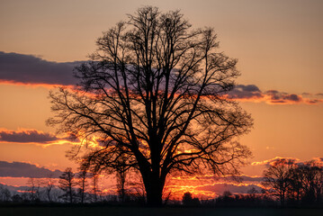 Lone tree in middle of open field