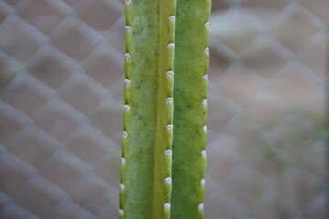 Cereus Jamacaru cactus growing in agriculture field in rural area of Thailand.