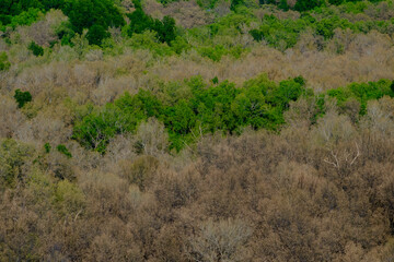 Dense Mangrove Forest with Green and Brown Foliage in Natural Mangrove Habitat