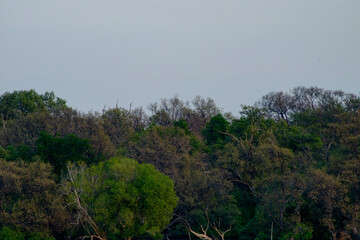 Obraz premium Dense Mangrove Forest with Green Vegetation in Natural Mangrove Habitat Ecosystem Balance in Nature Seaside