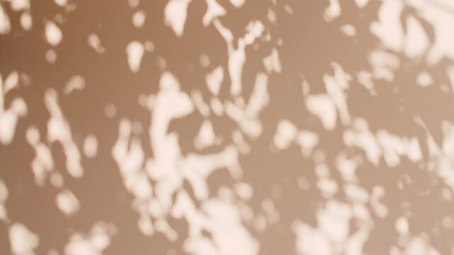 Transparent soft light and shadows from branches, plant, foliage and leaves. Sun and shadows. Gray shadow of the leaves on a wall. Space for text. Product presentation, mockup for advertising. . High