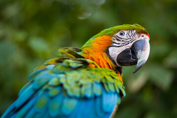 blue and yellow macaw, parrot portrait 