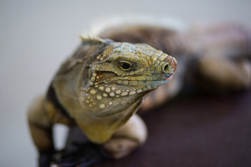 lizard close up