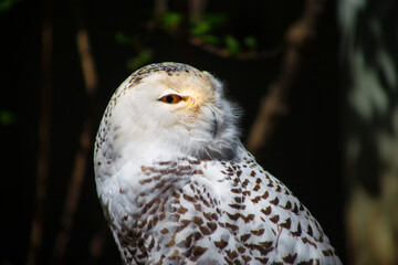 great horned owl eye