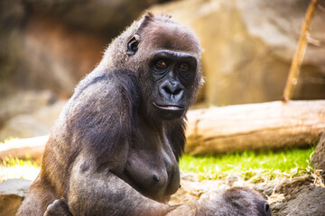 portrait of a gorilla