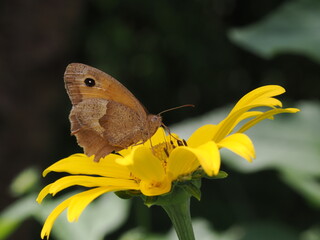 Obraz premium Motyl przestrojnik jurtina (Maniola jurtina) na żółtym kwiatku w ogrodzie