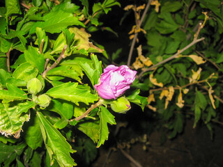 Pink flower bud on green foliage in nature