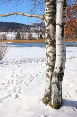 two birch trees at the snowy lakeside