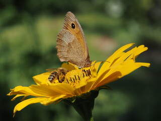 Motyl przestrojnik jurtina (Maniola jurtina) oraz pszczoła miodna (Apis mellifera) na żółtym kwiatku w ogrodzie © Nature Observatory