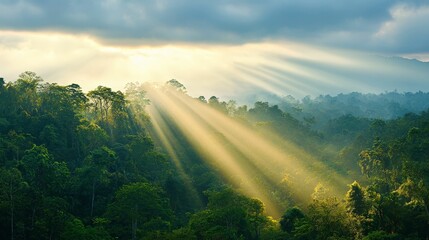 forestry industry concept. Sunlight streams through the clouds over a lush green forest landscape.