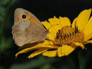 Obraz premium Motyl przestrojnik jurtina (Maniola jurtina) na żółtym kwiatku w ogrodzie