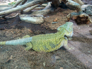 Bearded dragon in a natural habitat setting