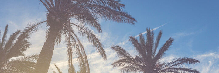 Palm trees at sunset