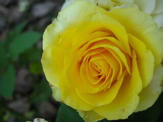 Bright yellow rose blooms in garden setting