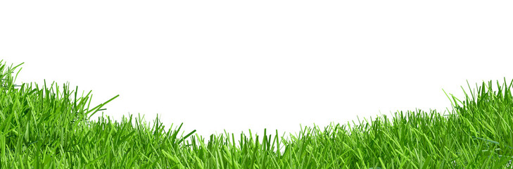 Border of green grass isolated on white