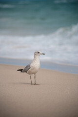 seagull on the beach