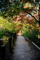 Fototapeta premium 紅葉が始まりだした公園の遊歩道