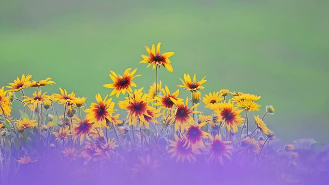 Slow-motion shot of Rudbeckia Hirta wildflower in focus with a lush green blurred backdrop.